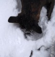 /album/ancora-e-ancora-neve-02-02-12/dsc-0528-jpg/